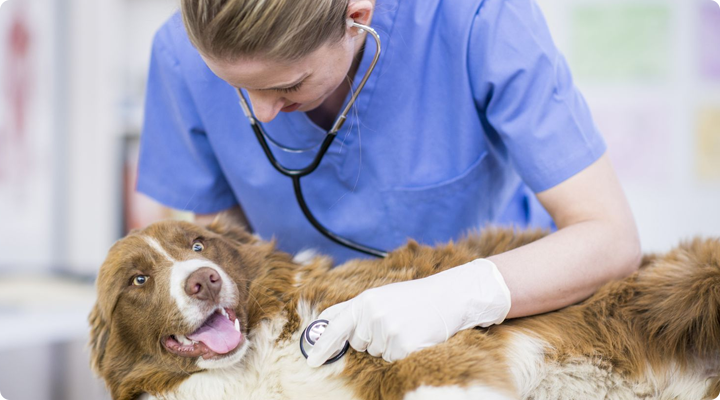 Untuk Hewan Peliharaan