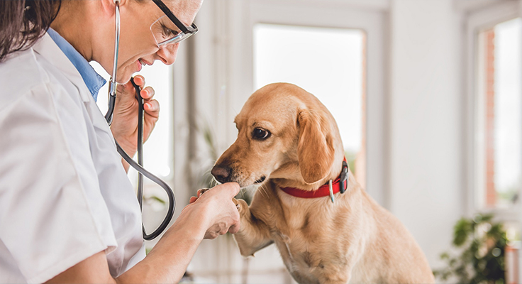 Jiangsu Dingshun Produk Medis Co, Ltd.